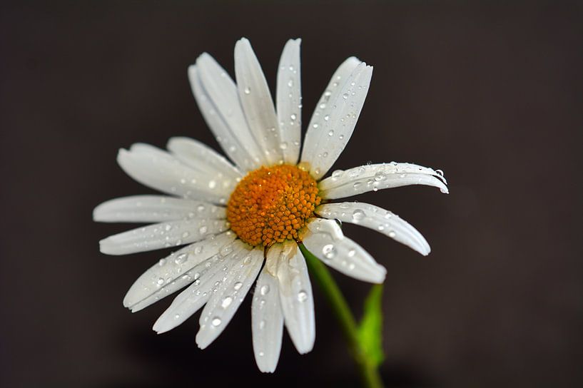 Kamilleblüte par Edgar Schermaul