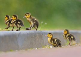 Jeunes canetons qui sautent sur Remco Van Daalen