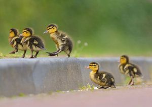 Springende junge Entenküken