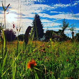 Sun Meadow by Frank Meier