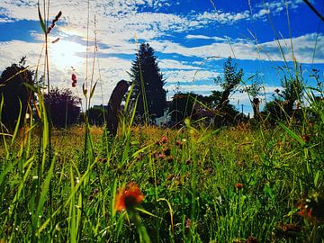 Sun Meadow by Frank Meier