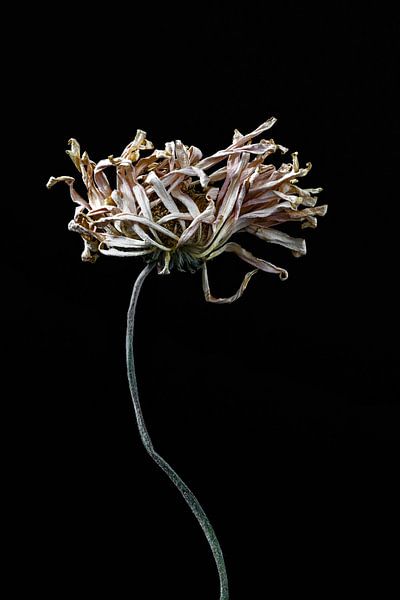 Vergaande opgedroogde bloem met lange stengel van Steven Dijkshoorn