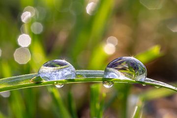 Thick raindrops on the grass. Like a tray of drops.