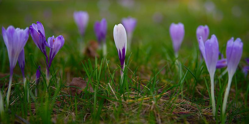 Crocus en rang par Steffi Hommel
