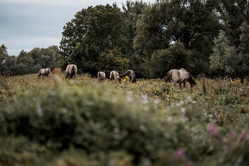Grazende Paarden in Bloemrijk Weidelandschap