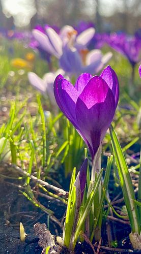 Erste Frühlingsblumen von Marianna Pobedimova