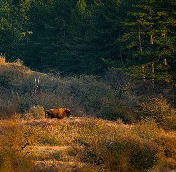 Wisenten gebied Zandvoort