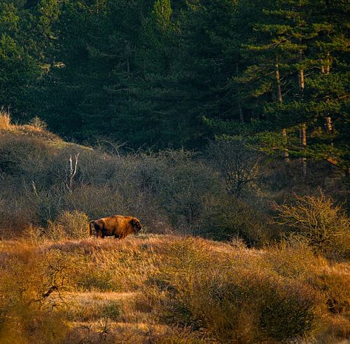 Wisenten gebied Zandvoort