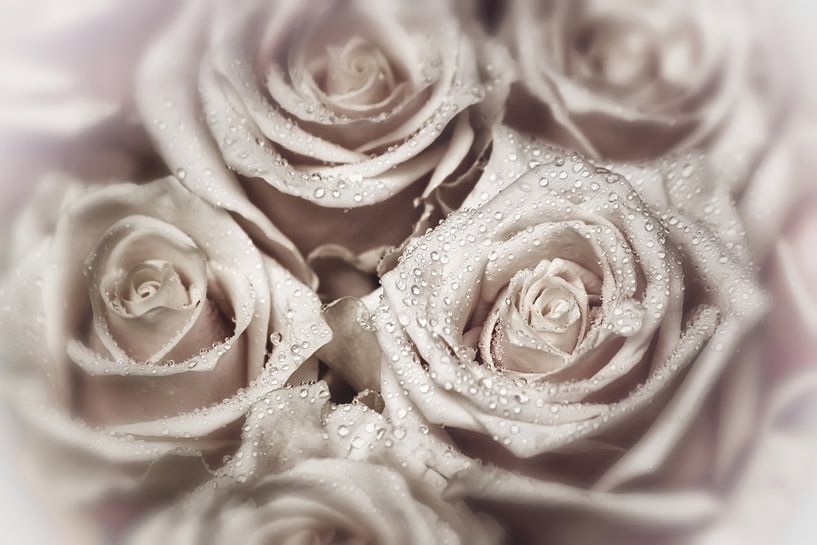 Elegant Roses - Pearl Rosé by Marlika Art
