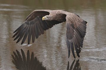 Europese Zeearend (Haliaeetus albicilla) van Ronald Pol