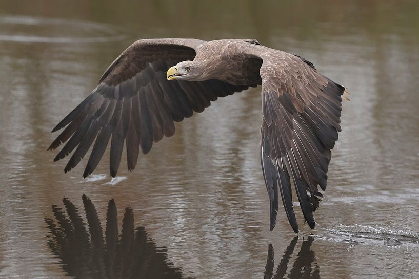 White-tailed Eagle (Haliaeetus albicilla) by Ronald Pol