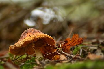 Champignon sur John Leeninga