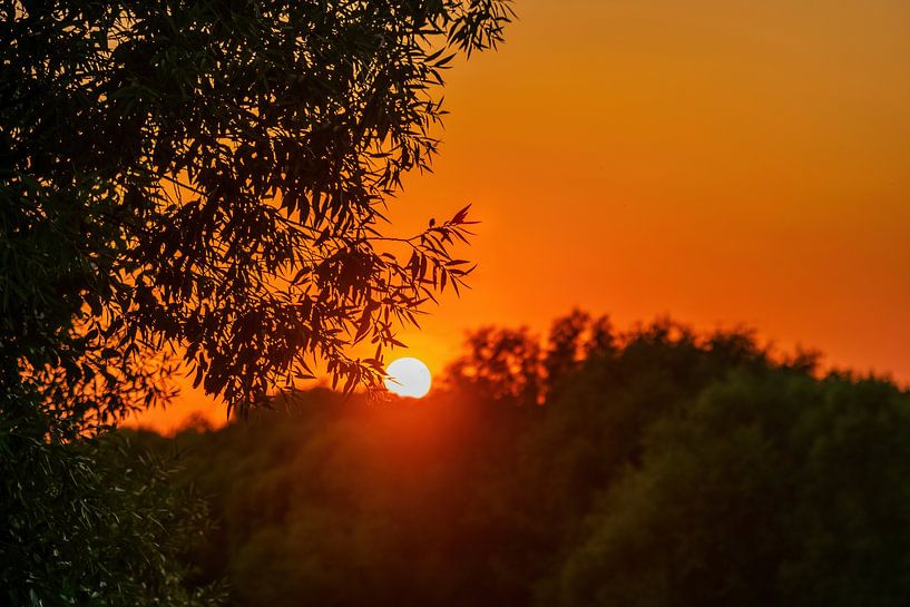 Coucher de soleil d'été à travers les branches par Andreea Eva Herczegh