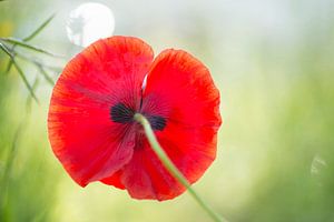 Coquelicot rouge vif photographié de dessous sur un joli fond,
