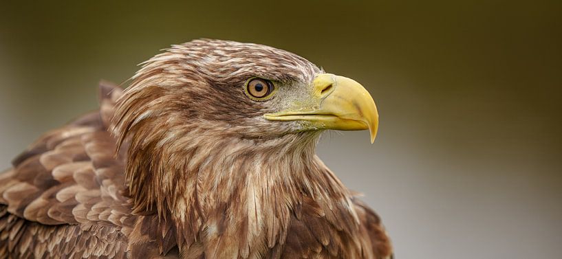 Close-up bald eagle. by Jaap van den Berg