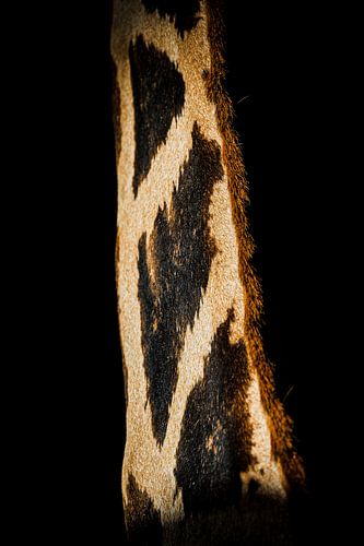 Giraffennek in detail