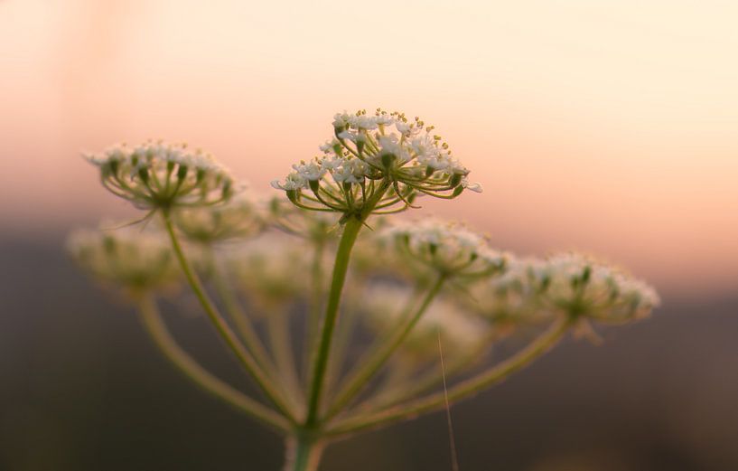 weeds in the morning light by Tania Perneel