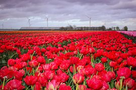 Champ de tulipes rouges dans le Flevoland avec ferme sur Jos van den Berg