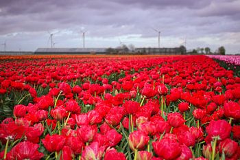 Champ de tulipes rouges dans le Flevoland avec ferme