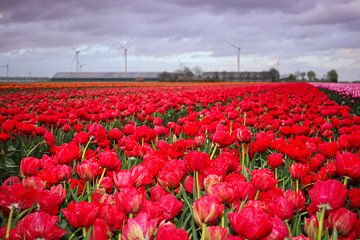Rood tulpenveld in flevoland met boerderij van Jos van den berg