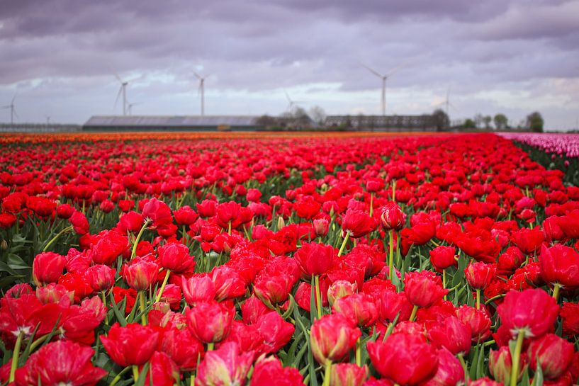 Red tulip field in flevoland with farmhouse by Jos van den Berg