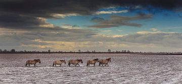 Konik paarden in het Lauwersmeergebied tijdens storm met hoogwater.