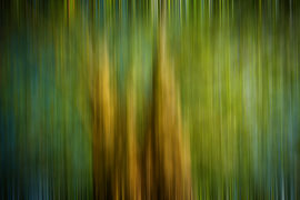 Abstract tree by Dieter Walther