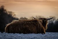 Schottischer Highlander