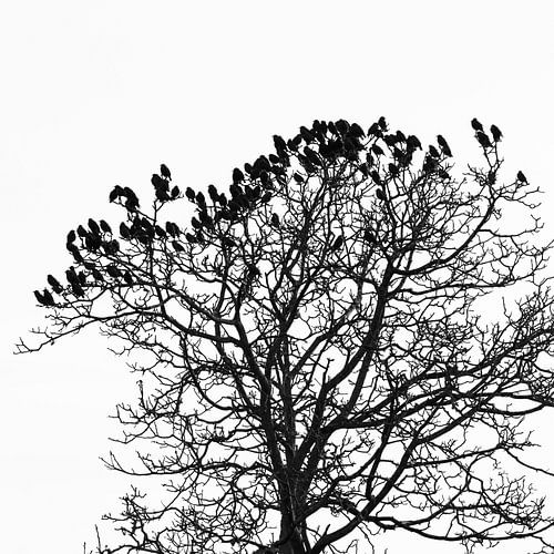 Starlings swarm