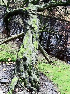 Tree Magic 144