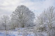 Sneeuwlandschap met kale bomen en struiken in Vlaanderen. von Kristof Lauwers Miniaturansicht