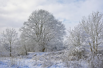 Sneeuwlandschap met kale bomen en struiken in Vlaanderen.