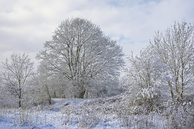 Sneeuwlandschap met kale bomen en struiken in Vlaanderen. von Kristof Lauwers