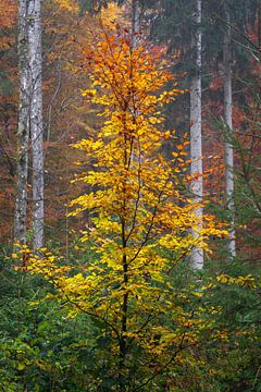 Small deciduous tree in forest in autumn