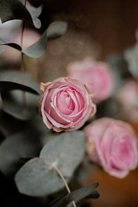 Einfach rosa von Iris Beukelman