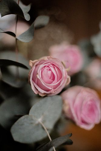 Juste une rose sur Iris Beukelman