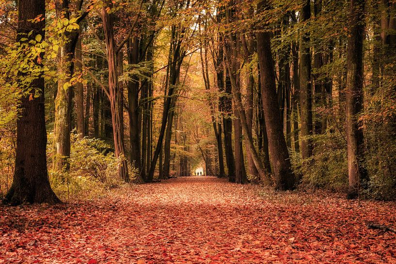 Herbstspaziergang im Amsterdamse Bos von Natascha Velzel