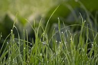 L'herbe scintille dans la rosée du matin