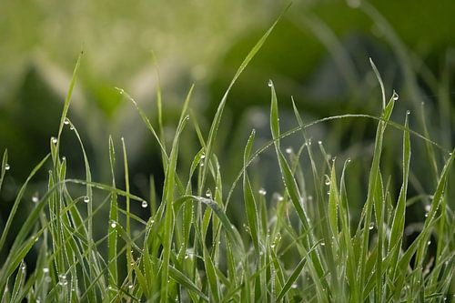 The grass sparkles in the morning dew