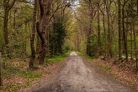 Old Forest Trails in Drente and Overijssel. by Brian Morgan