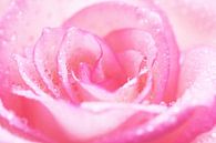 Rose Droplets van LHJB Photography thumbnail