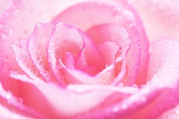 Rose Droplets van LHJB Photography