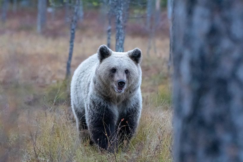 Brown bear by Merijn Loch