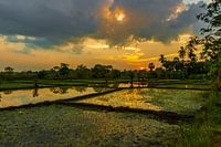 Sonnenuntergang zwischen den Reisfeldern in der Nähe der historischen Stadt Anuradhapura Sri Lanka