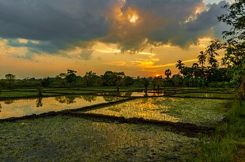 Zonsondergang boven rijstvelden bij de historische stad Anuradhapura Sri Lanka