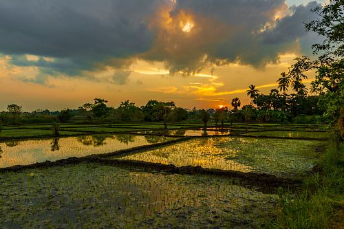 Zonsondergang boven rijstvelden bij de historische stad Anuradhapura Sri Lanka