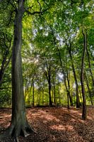 Summer Forest