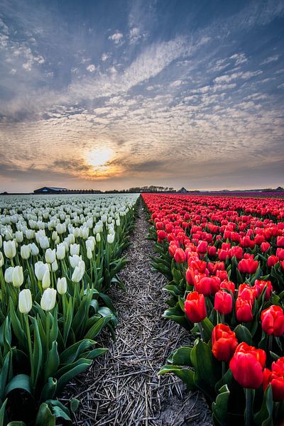 tulpen bij ondergaande zon 04 van Arjen Schippers