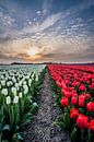 tulpen bij ondergaande zon 04 van Arjen Schippers thumbnail