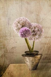 Stilleben. Blumen.Allium, Zwiebelzwiebeln in einer Vase.